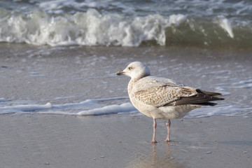 Möwe (Laridae) an der Nordseeküste, Insel Sylt, Nordfriesland, Schleswig-Holstein, Deutschland, Europa