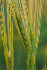 stalk of young green Wheat