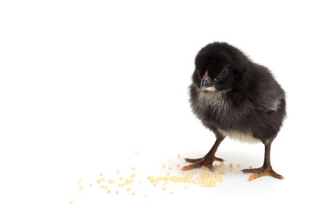 black chick is isolated on black background