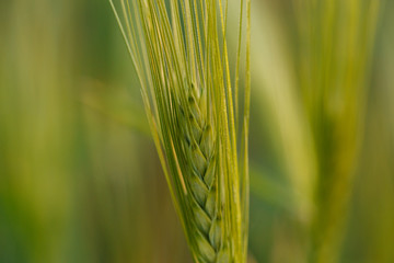 stalk of young green Wheat