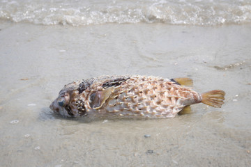 Isolated Porcupine fish also known as puffer fish washed up in Hat Chao Mai National Park, Sikao, Trang, Thailand