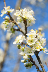 Fototapeta na wymiar Fruit trees bloom in spring against a background of blue sky and other flowering trees. Close-up