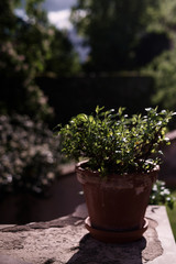 A pot of flowers stands on the wall, the setting sun shines yellow