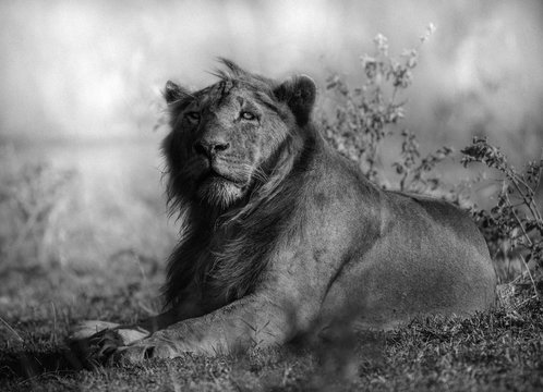 Wildlife photography or images of African Wild Lion from Masai Mara, Kenya. Regular close up intense portrait of African Lion.