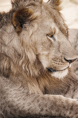 Wildlife photography or images of African Wild Lion from Masai Mara, Kenya. Regular close up intense portrait of African Lion.