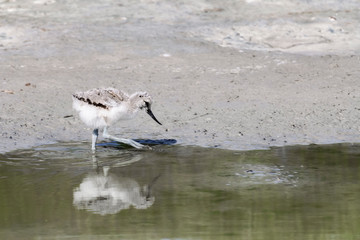 Avocet - Recurvirostra avosetta - Kluut