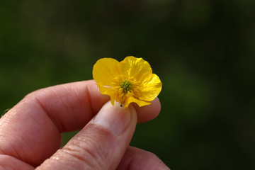 Little yellow flower in the hands of a man