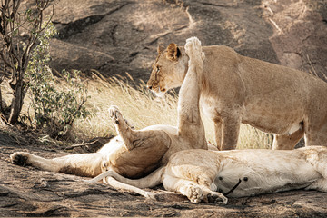 Wildlife photography or images of African Wild Lion from Masai Mara, Kenya.
