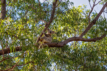 An Australian koala sitting on the branch of a tree in his native environment, the eucalyptus forest