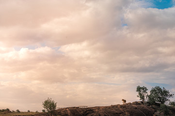 Wildlife photography or images of African Wild Lion from Masai Mara, Kenya.