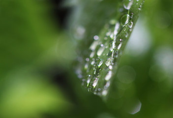 green leaf in water drops after rain in a blurred environmen