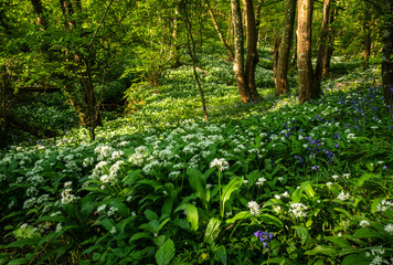 Wild Garlic woodland on the high weald in east Sussex England.