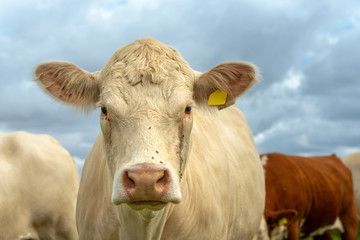 Close up of a pale beige cow looking into the camera