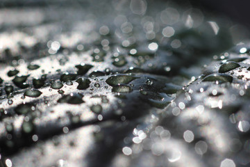 green leaf in water drops after rain in a blurred environmen
