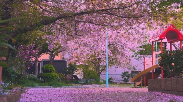 spring in the park cherry blossom tree at the evening  