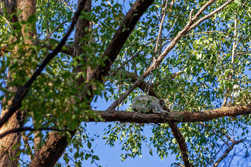 An Australian koala sitting on the branch of a tree in his native environment, the eucalyptus forest