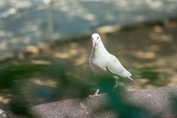 Zoo - pigeons