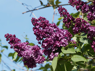 (Syringa vulgaris) Thyrses de Lilas commun ou lilas français aux fleurs rose carmin