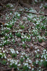 White snowdrops in the spring forest, the first flowers on the background of the earth