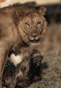 Wildlife photography or images of African Wild Lion from Masai Mara, Kenya. African Lion is killing, dragging and eating wildebeest.