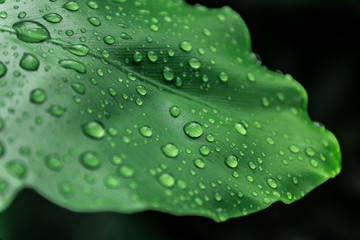 Water drops on green leaf.