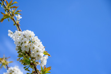 Kirschblüte mit blauem Himmel für Hintergrund