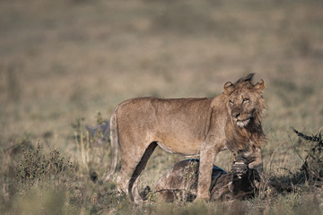 Fototapeta na wymiar Wildlife photography or images of African Wild Lion from Masai Mara, Kenya. African Lion is killing, dragging and eating wildebeest.