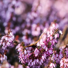 Pink Erica Carnea flowers (Winter Hit) and a butterfly in a spring garden