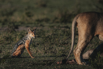 Wildlife photography or images of African Wild Lion from Masai Mara, Kenya. African Lion is killing, dragging and eating wildebeest.