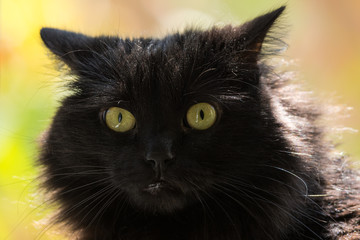 Portrait of a Beautiful Female Tiffany Cat Looking Surprised to be Photographed