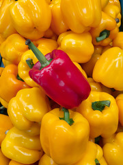 a red pepper on pile of yellow pepper.