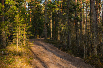 Fototapeta premium forest