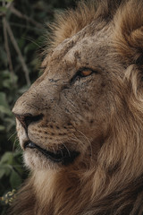 Wildlife photography or images of African Wild Lion from Masai Mara, Kenya. Regular close up intense portrait of African Lion.