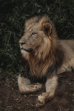 Wildlife photography or image or portrait of African Wild Lion from Masai Mara, Kenya. African Lion or King is relaxing in the forest amidst green tree.