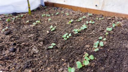 The first vegetables in the garden in early spring. Eco cultivation of radishes on raised beds without the use of fertilizers. Arugula sprouts on fertile soil.