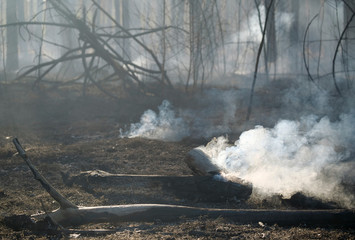 Smouldering of wood after fire in wood