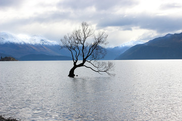 That Wanaka Tree, Otago, New Zealand. The tourism icon on Wanaka Lake.