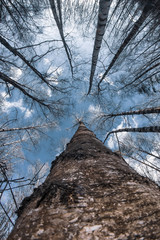Fototapety na wymiar - Fototapeta24.pl