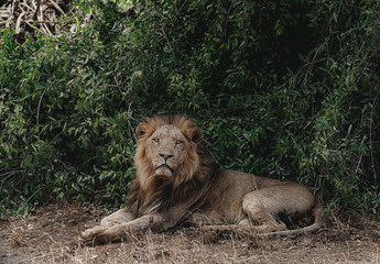 Naklejka na ściany i meble Wildlife photography or image or portrait of African Wild Lion from Masai Mara, Kenya. African Lion or King is relaxing in the forest amidst green tree.