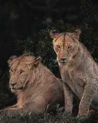 Wildlife photography or images of African Wild Lion from Masai Mara, Kenya. Siblings Lions in the Jungle. Couple resting in the forest. 