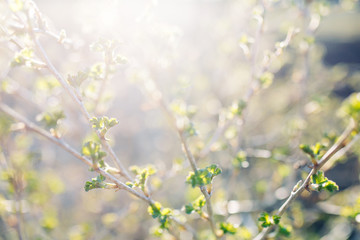  Young gooseberry leaves in the sun macro. Buds on a gooseberry Bush in spring.