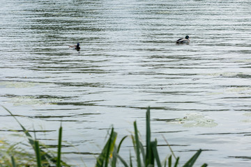 two spleen float in the lake. The lake, green reeds and ducks in the water.