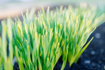 Garden sprouts of flowers in a flower bed macro. Daffodil sprouts in a garden in a village.
