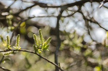 SPRING IN THE PARK - The birth of nature in sunshine