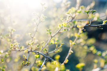  Young gooseberry leaves in the sun macro. Buds on a gooseberry Bush in spring.
