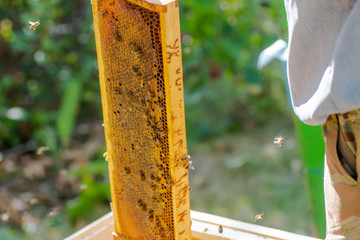 Beekeeper is working with bees and beehives on apiary. Bees on honeycomb. Frames of bee hive. Beekeeping. Honey. Healthy food. Natural products.
