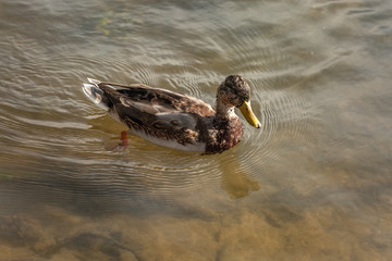 a lonely beautiful migratory wild duck floating on a pond, a brown plumage and a yellow beak, traces on the water behind a duck, a duck in a natural environment, daylight