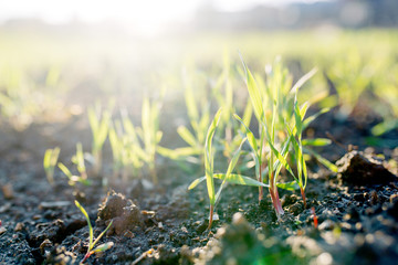 Garden sprouts on a bed of macro. Grass sprouts in the spring at sunset.