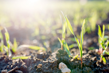 Garden sprouts on a bed of macro. Grass sprouts in the spring at sunset.