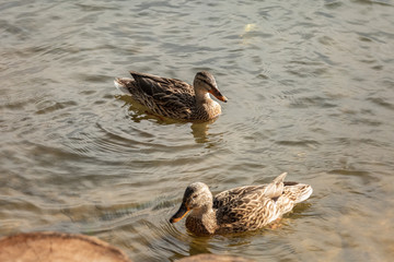 Two beautiful migratory wild ducks floating on a pond, a brown plumage and a yellow beak, traces on the water behind a duck, a ducks in a natural environment, daylight